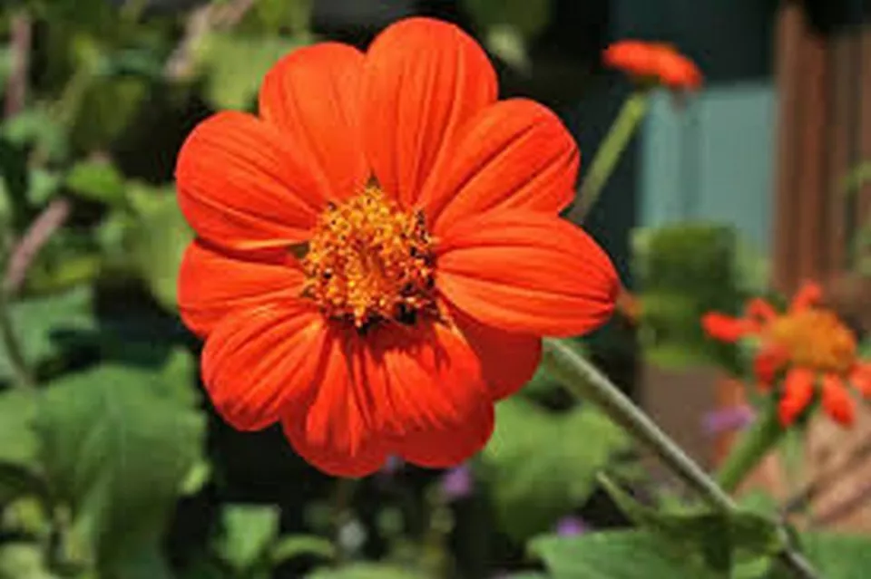 BStore Sunflower Mexican Orange Tithonia Speciosa 50 Seeds - £7.76 GBP