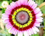 100 Seeds Painted Daisy Mix Seeds Huge Flowers Butterflies &amp; Bees Bright... - $8.99