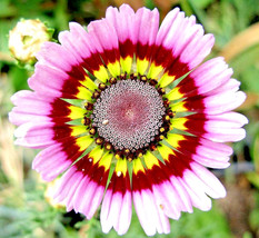 100 Seeds Painted Daisy Mix Seeds Huge Flowers Butterflies &amp; Bees Bright... - £7.16 GBP