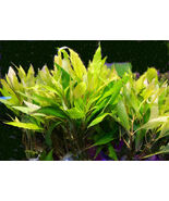 BUY2 GET1 FREE Hygrophylia Angustifolia-Aquatic Live Plants  SUPER PRICE... - $180.69 MXN