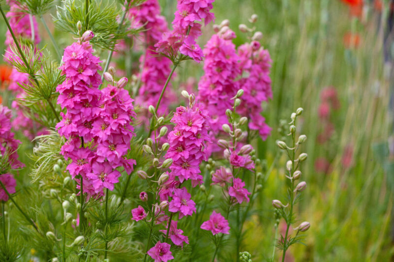 LWSTORE 100 Sublime Pink Larkspur Consolida Ambigua Ajacis Delphinium Bright Pin - $10.77