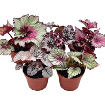 BubbleBlooms Harmony&#39;s Begonia Rex Assortment, Cold Pastel Winter, 4 inch, Set o - £44.66 GBP