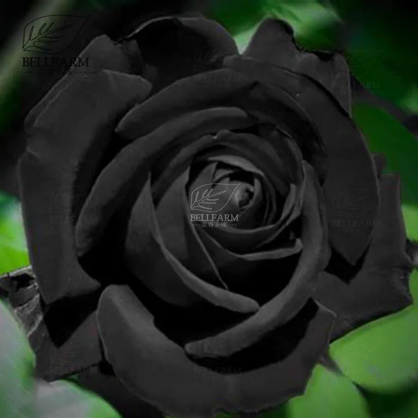 500 Seeds Black Rose Flowers - $7.00