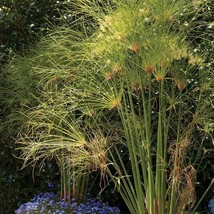 Cyperus Papyrus Privacy Patio 8Ft Egyptian Paper Reed Bulrush Vigorous Tropical  - £10.42 GBP