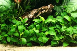 Aquarium Plants Anubias Petite Pot Nana Petite Aquatic Live Freshwater - £19.11 GBP