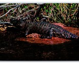 Alligator in Natural Habitat Everglades Florida FL UNP Chrome Postcard R2 - $3.51