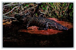 Alligator in Natural Habitat Everglades Florida FL UNP Chrome Postcard R2 - £2.76 GBP