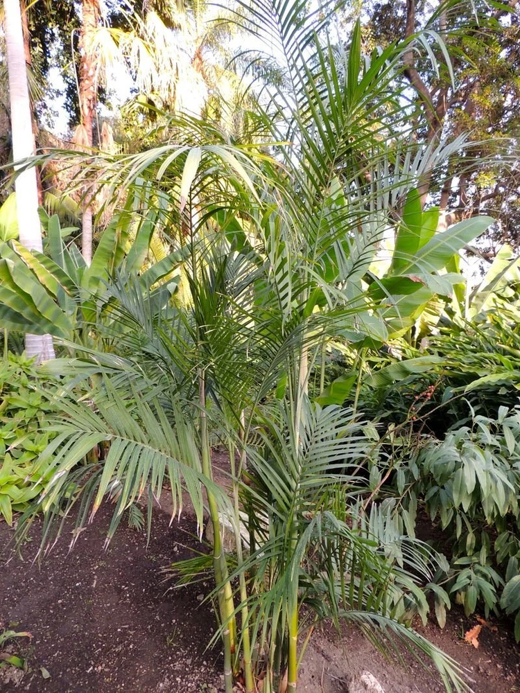Chamaedorea SOLEDAD HARDY HYBRID BAMBOO PALM Cold Hardy Seeds - $312.72 MXN