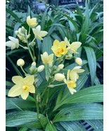 Bright Yellow Ground Orchid Live Plant Spathoglottis Plicata Yellow In 4... - €25,11 EUR