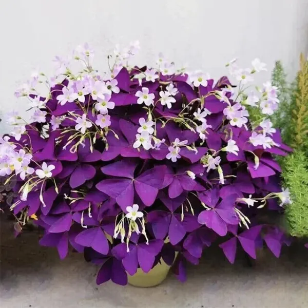 Purple Shamrock Good Luck Plant Ing Flowers 10 Seeds Fresh Garden - £8.04 GBP
