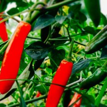 Serrano Hot Pepper Seeds NON-GMO Heirloom Fresh Garden Seeds - £7.81 GBP