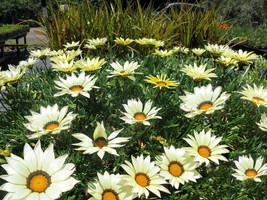 20 Pcs Gazania Kiss White Hybrid Flower Seeds #MNHG - £12.98 GBP