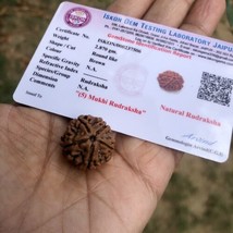 2 Piece X LAB CERTIFIED 5 Mukhi RUDRAKSHA Panchmukhi Rudraksh 5 Face Rud... - $21.55