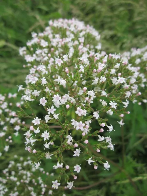 50 Valeriana Officinalis Seeds Perennial Medicinal - $5.49