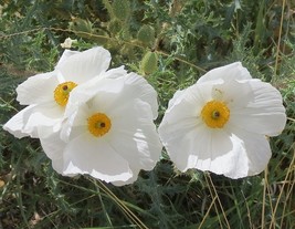 VP Poppy Prickly Carolina Desert 70 Seeds *  - £1.24 GBP