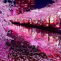 Japanese Sakura Cherry Blossom Tree Seeds Prunus Sargentii Hardy Flower ... - $17.90