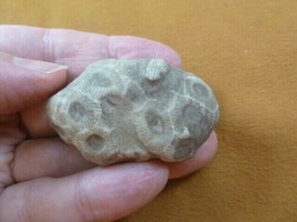 (F831-368) 2&quot; unpolished Petoskey stone fossil coral specimen MI state rock - $19.62