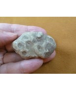 (F831-368) 2&quot; unpolished Petoskey stone fossil coral specimen MI state rock - $370.74 MXN