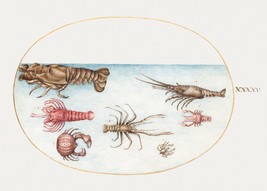 14201.Decor Poster.Room wall art design.Renaissance nature drawing.Lobster crabs - £13.05 GBP+