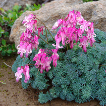 Dicentra peregrina Seeds - Lovely Pink Bleeding Heart-shaped Blooms_Tera store - £4.50 GBP