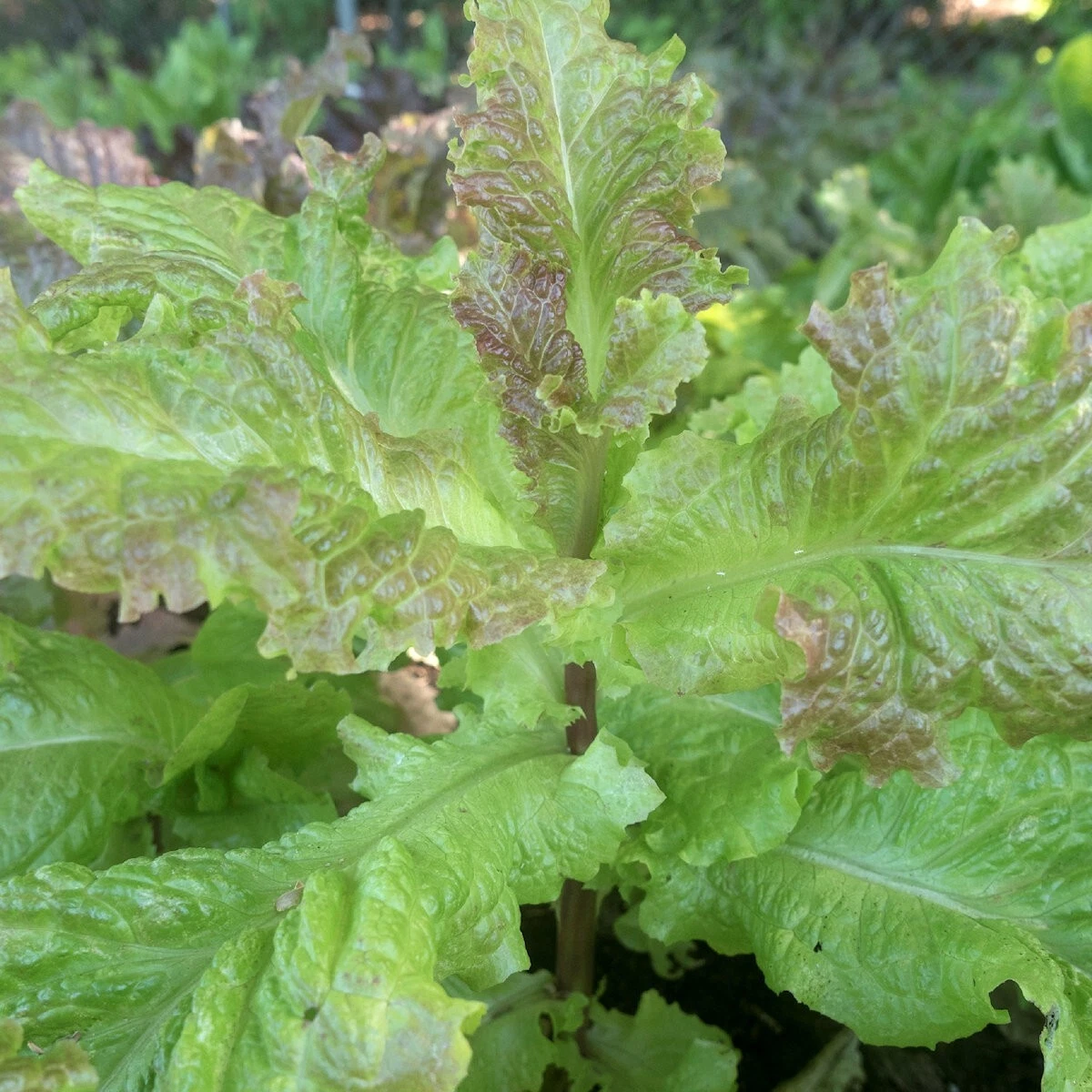 1000 Prizehead Leaf Lettuce Seeds  - $13.84