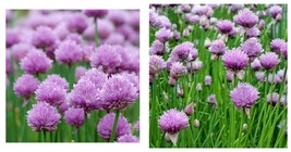 900+ CHIVES SEEDS onion perennial GARDEN ALLIUM Culinary FREE SHIPPING - £15.12 GBP