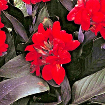 USA Seller 10 Bronze Scarlet Cannova Canna Seeds Bronzed Leaves Free Shipping - £12.79 GBP