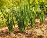 250 Nebuka Evergreen Bunching Onion Seeds Fast Shipping - $8.99