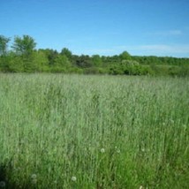 300 Wrens Abruzzi Winter Rye Secale Cereale Grain Cover Crop Seeds New Fresh See - $14.90