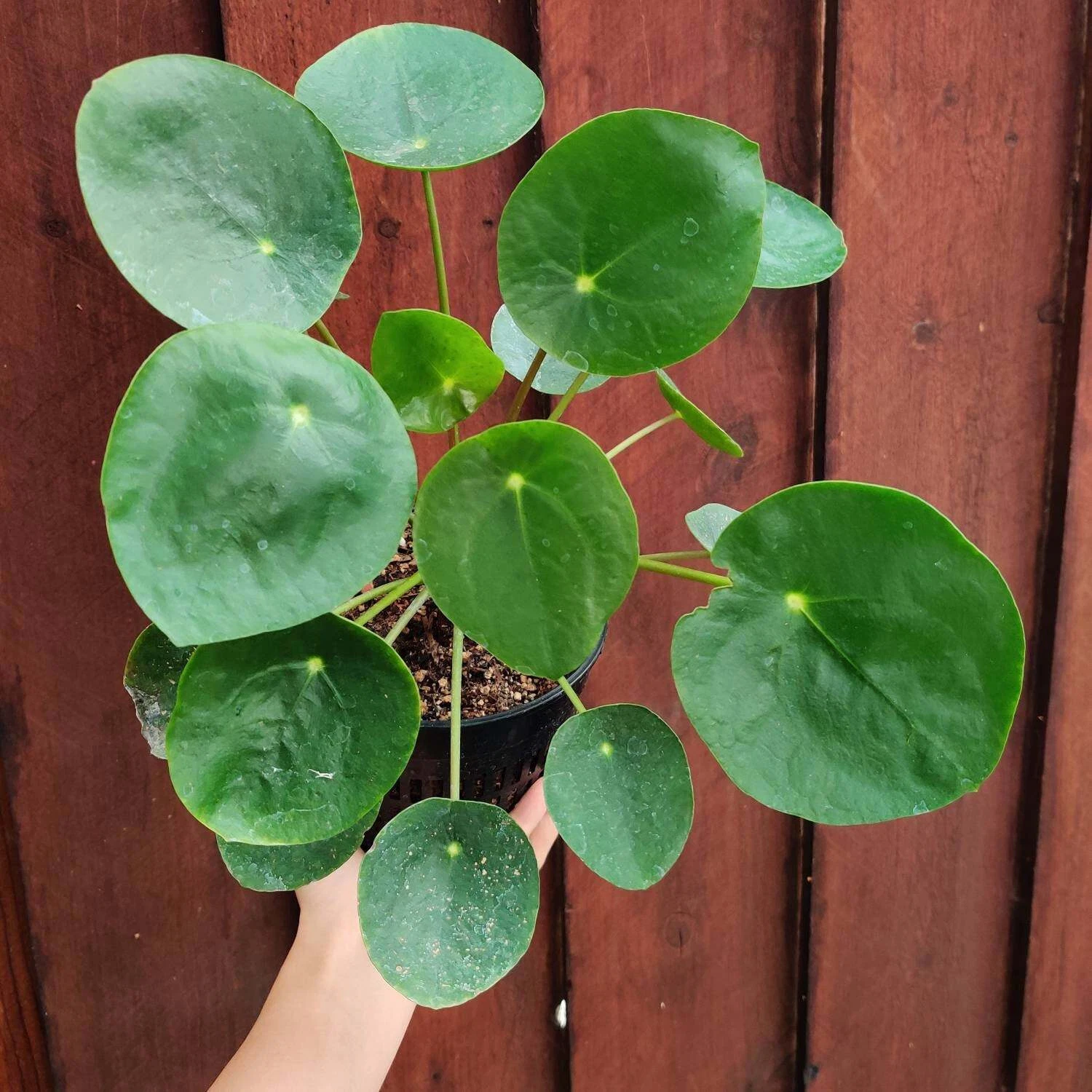 2.5 pot 4&quot;pot UFO plant/Pilea peperomioides /Chinese money plant - $25.90