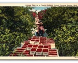 Cherry Orchard Harvest Grand Traverse Michigan MI UNP Linen Postcard J19 - £3.91 GBP