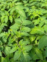 Creole Tomato Plant - Louisiana Heirloom - Some Like It Hot - 2.5&quot; Pot - $26.99