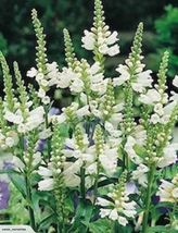 40 Seeds White Obedient Plant Flower False Dragonhead Perennial - £13.26 GBP
