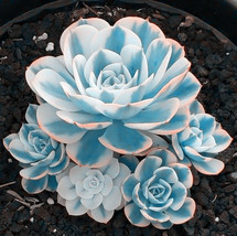 100 seeds/pack Mini Potted Succulents Seed Stone Blue Lotus Flower Seeds Garden - £23.97 GBP