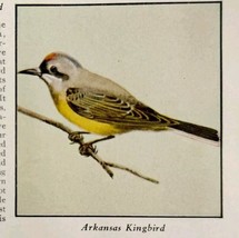 Arkansas Kingbird Bird Print 1931 Blue Book Birds Of America Animals Art... - $19.99