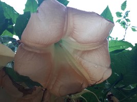 3 live cuttings - brugmansia (angels trumpet) - Pink * fragant at night - £8.79 GBP