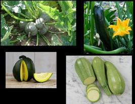 KKG Zucchini Seeds Black Beauty Round Grey Tatume Spineless Green Summer... - $7.89