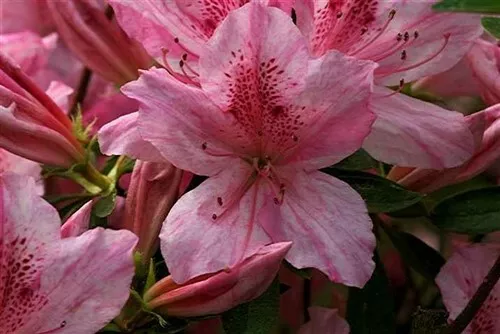 North Lake Beauty Azalea Rhododendron Deciduous Baby Pink Striped - £19.09 GBP