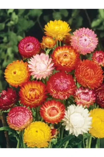 Strawflower Tall Double Mix 400 Seeds Usa Garden - £1.58 GBP