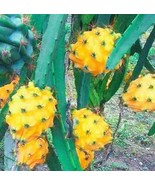 Goodidea Yellow Dragon Fruit Seeds - $6.49