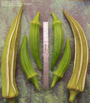 BStore 19 Louisiana Longhorn Cowhorn Okra Seeds Heirloom Non Gmo Fresh - £6.75 GBP