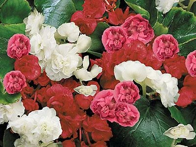 Collectible Begonia Queen Mix 1,000 seeds - $3,873.42 MXN