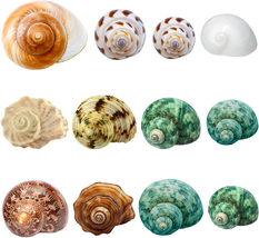 Hermit Crab Shells Medium Large 12PCS Growth Turbo Seashells Size 1.4&quot;-3.2&quot;  - £15.35 GBP