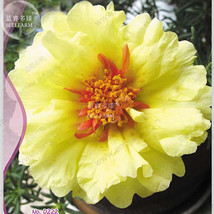 Oriole Sunflowers Yellow Portulaca Grandiflora 220 seeds - £7.06 GBP