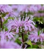 BEE BALM WILD BERGAMOT Perennial Beneficial Bees Hummingbirds Non-GMO 500 Seeds! - $9.99