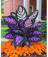 100 of Hosta Seeds: Perennial Shade Garden Flowers - $17.96 CAD