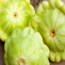 AW Bennings Green Tint Summer Squash Seeds Non-Gmo Squash Seed Heirloom ... - $8.69