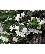 HAWAIIAN WHITE STEPHANOTIS PLANT 2&quot; POT ~ GROW HAWAI - £38.73 GBP