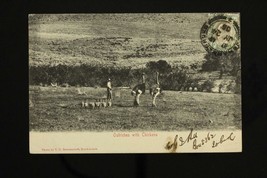 Vintage Postcard Ostriches with Chickens 1905 Cancel UDB South Africa to USA - £15.79 GBP