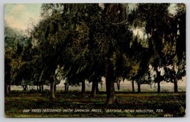 Bayside TX Near Houston Oak Tree Festooned With Spanish Moss Postcard M23 - £6.35 GBP